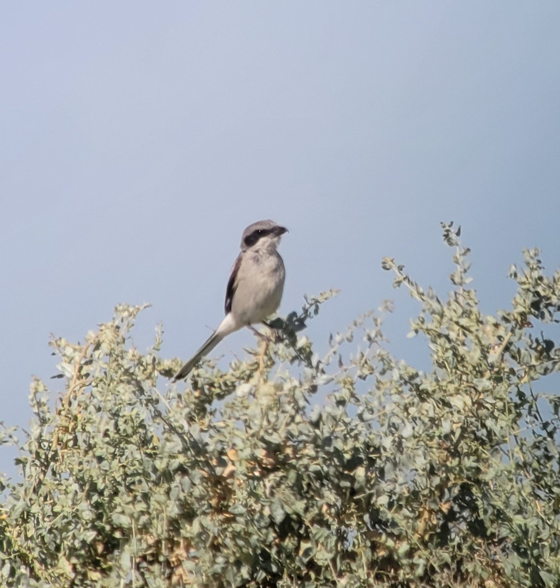 Loggerhead Shrike - Donald Pendleton