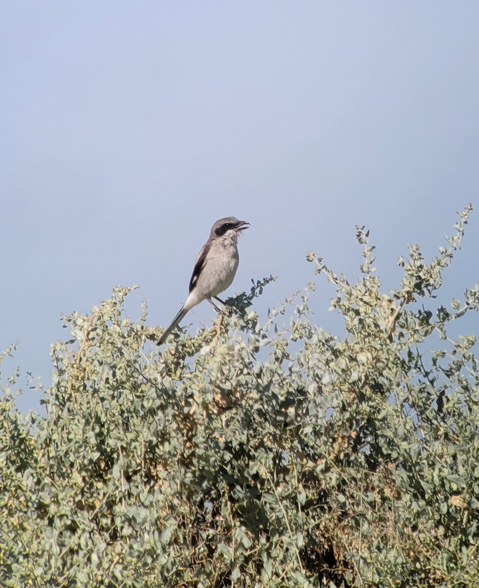 Loggerhead Shrike - Donald Pendleton