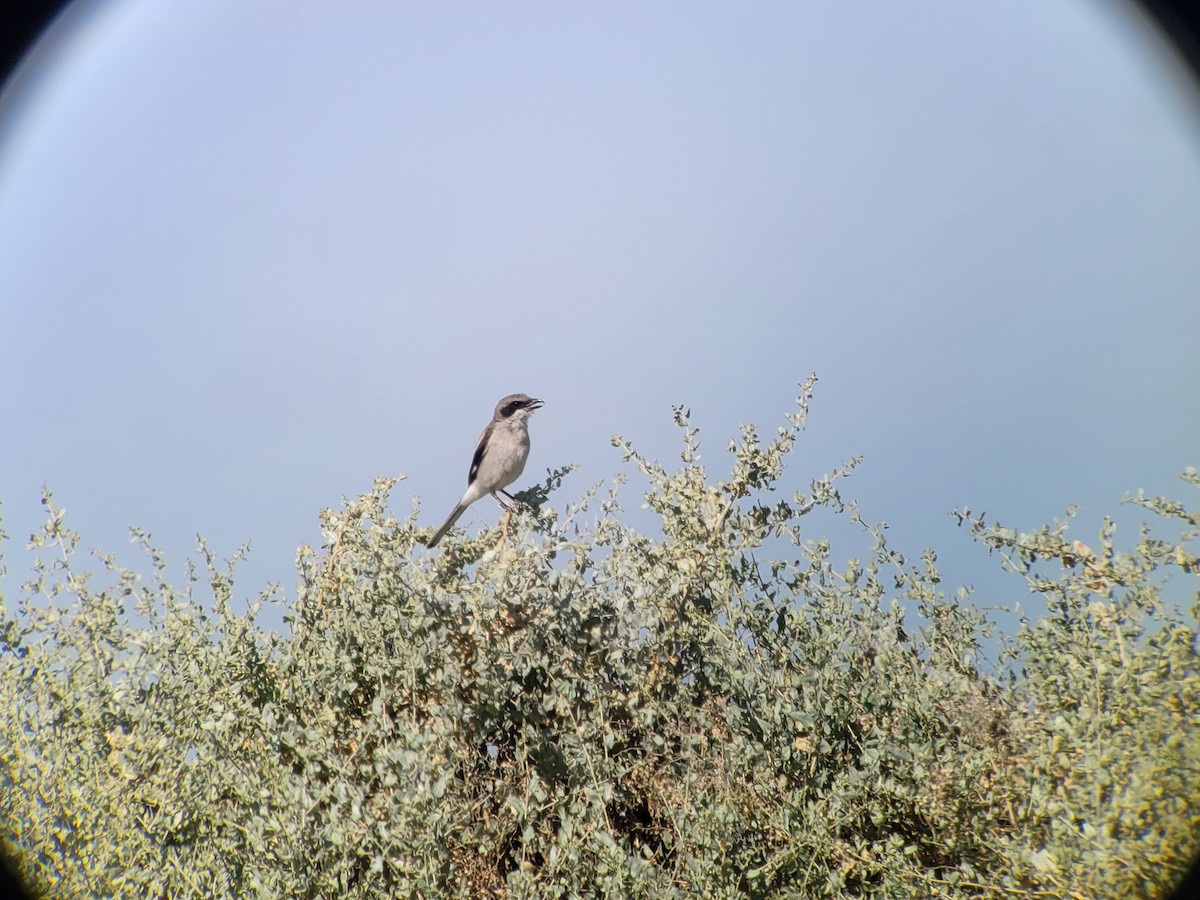 Loggerhead Shrike - ML350422451