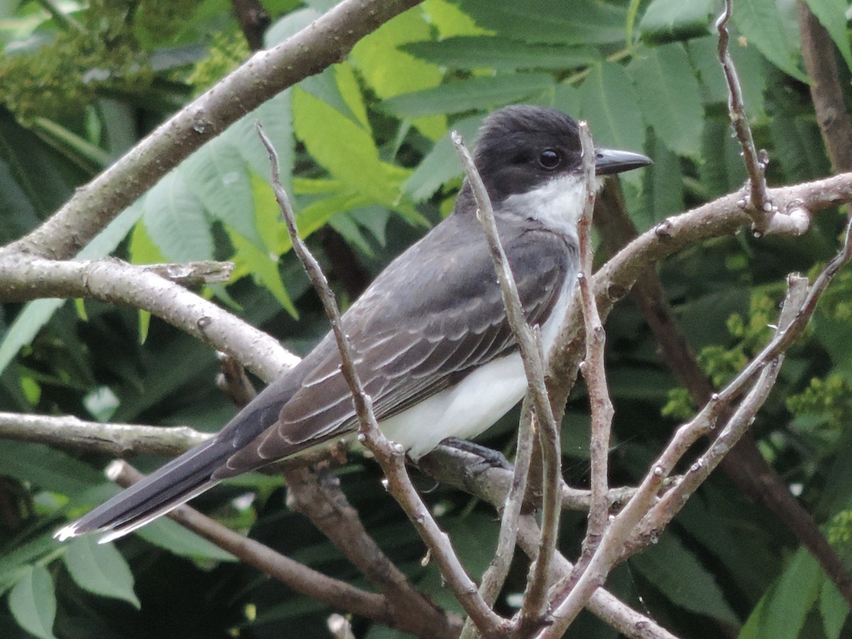 Eastern Kingbird - ML350422931