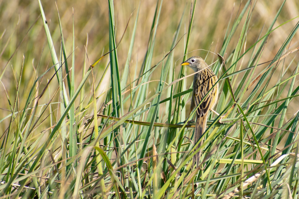 Wedge-tailed Grass-Finch - Leandro Bareiro Guiñazú
