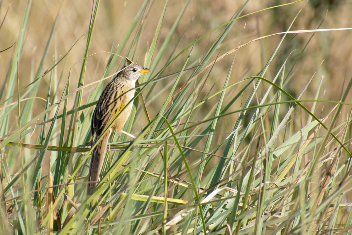 Wedge-tailed Grass-Finch - Leandro Bareiro Guiñazú