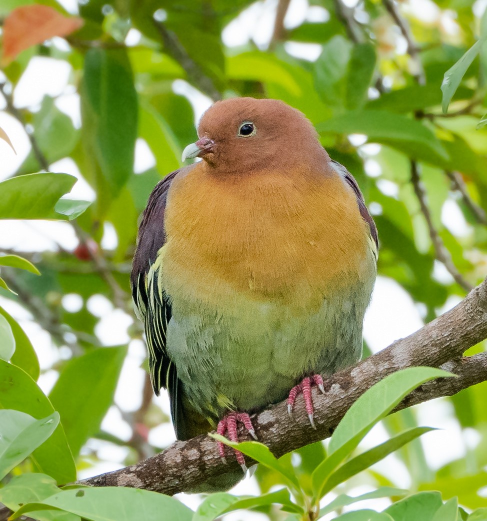 Cinnamon-headed Green-Pigeon - Wilbur Goh