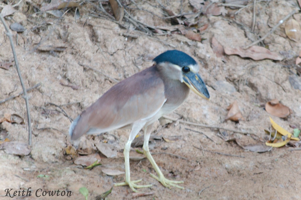 Boat-billed Heron - ML350427041