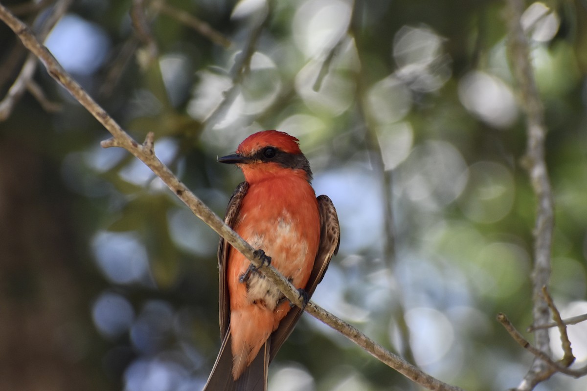 Vermilion Flycatcher - ML350427351