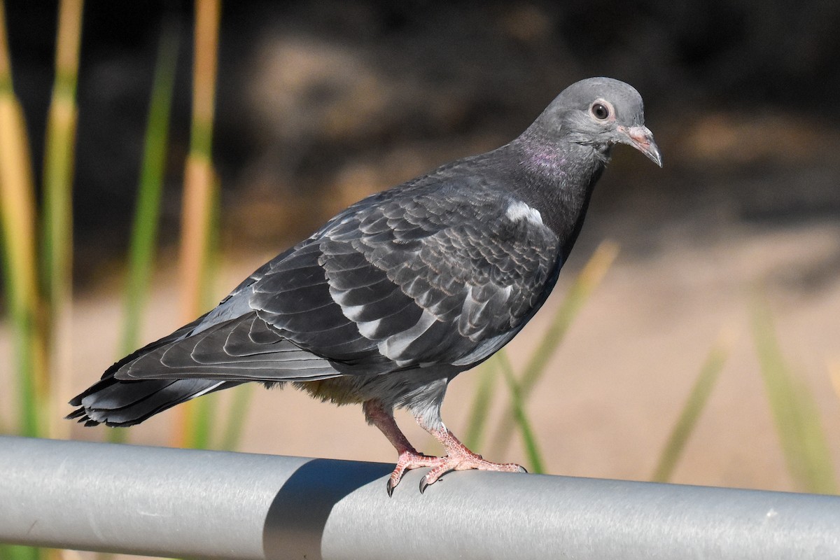 Rock Pigeon (Feral Pigeon) - ML350427411