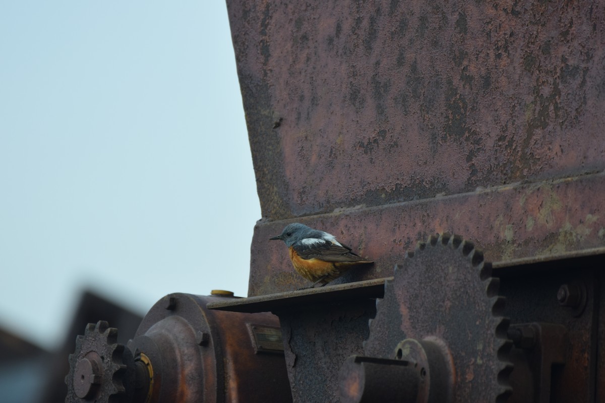 Rufous-tailed Rock-Thrush - ML350429111