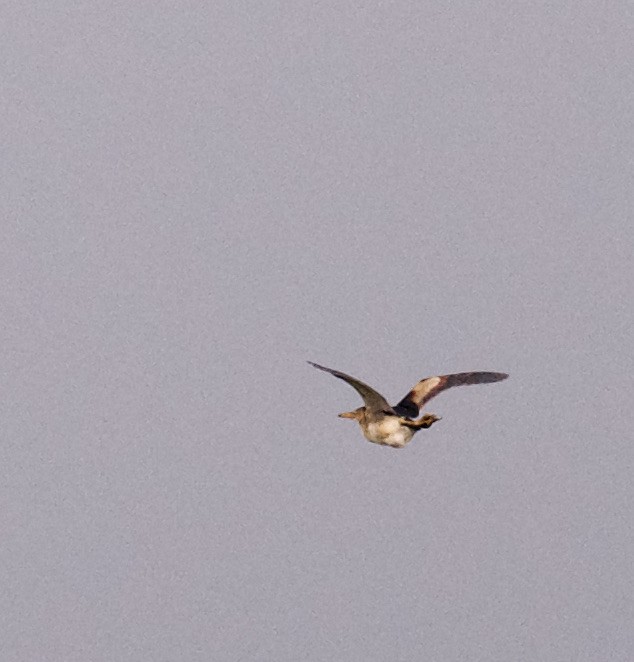 Least Bittern - ML350429771