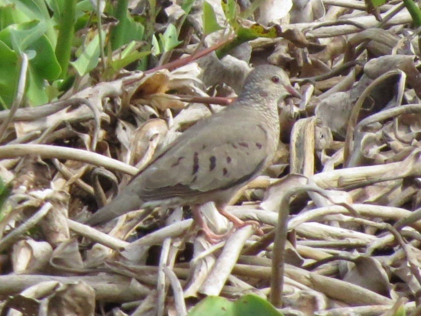 Common Ground Dove - ML350430491