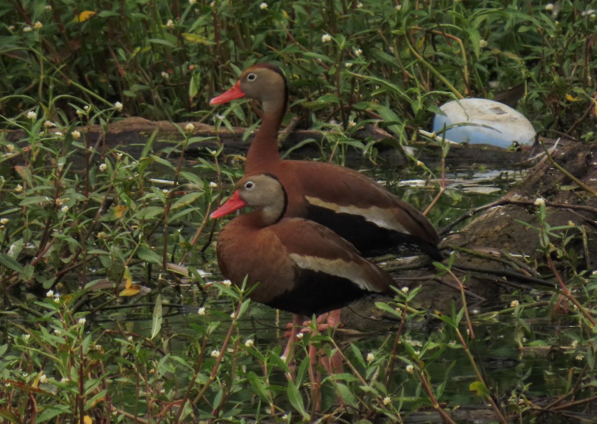 Black-bellied Whistling-Duck - ML350431921