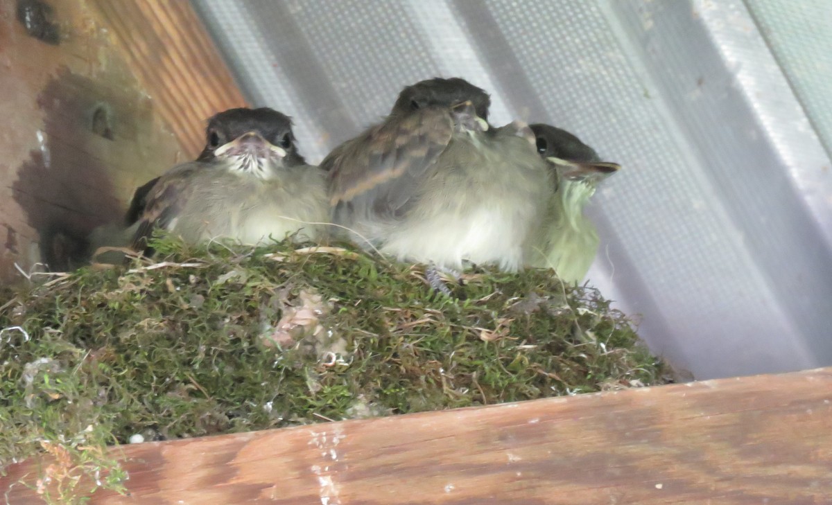 Eastern Phoebe - ML350433311