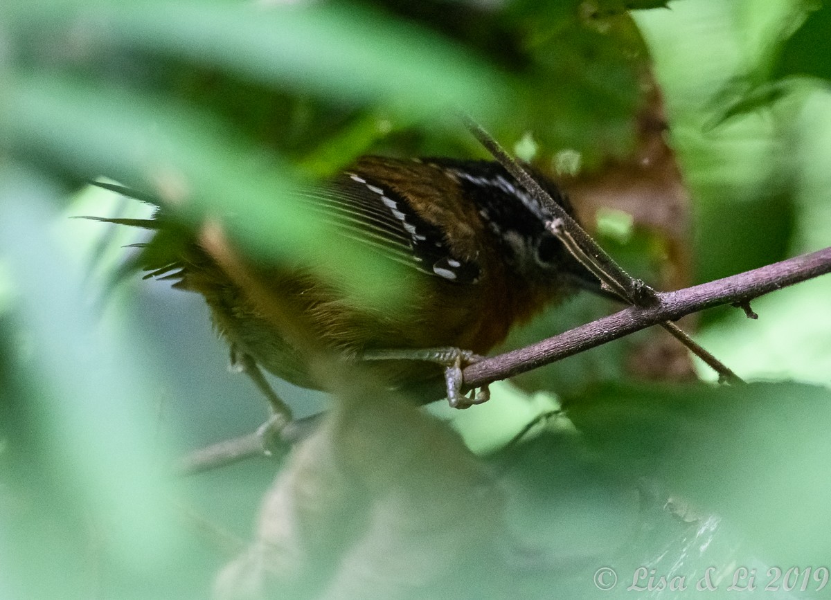 Ferruginous Antbird - Lisa & Li Li