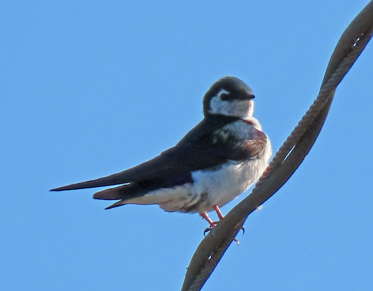 Violet-green Swallow - ML350435201