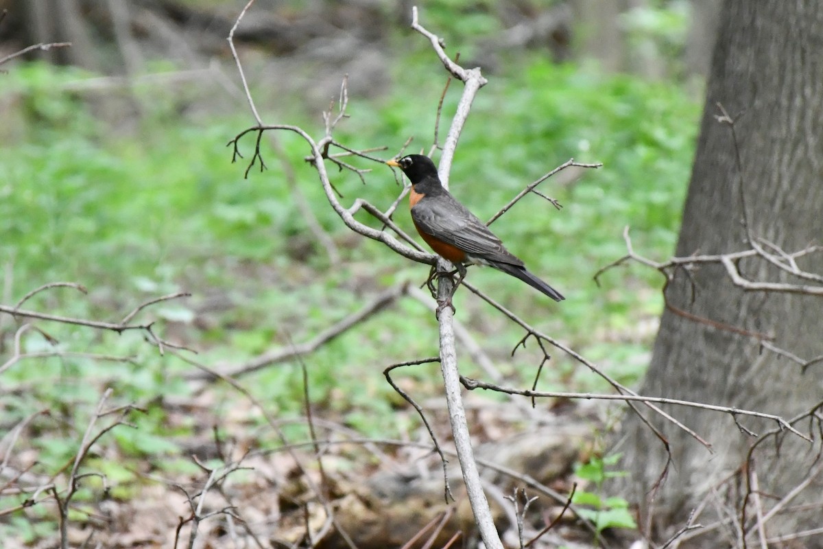 American Robin - ML350437821