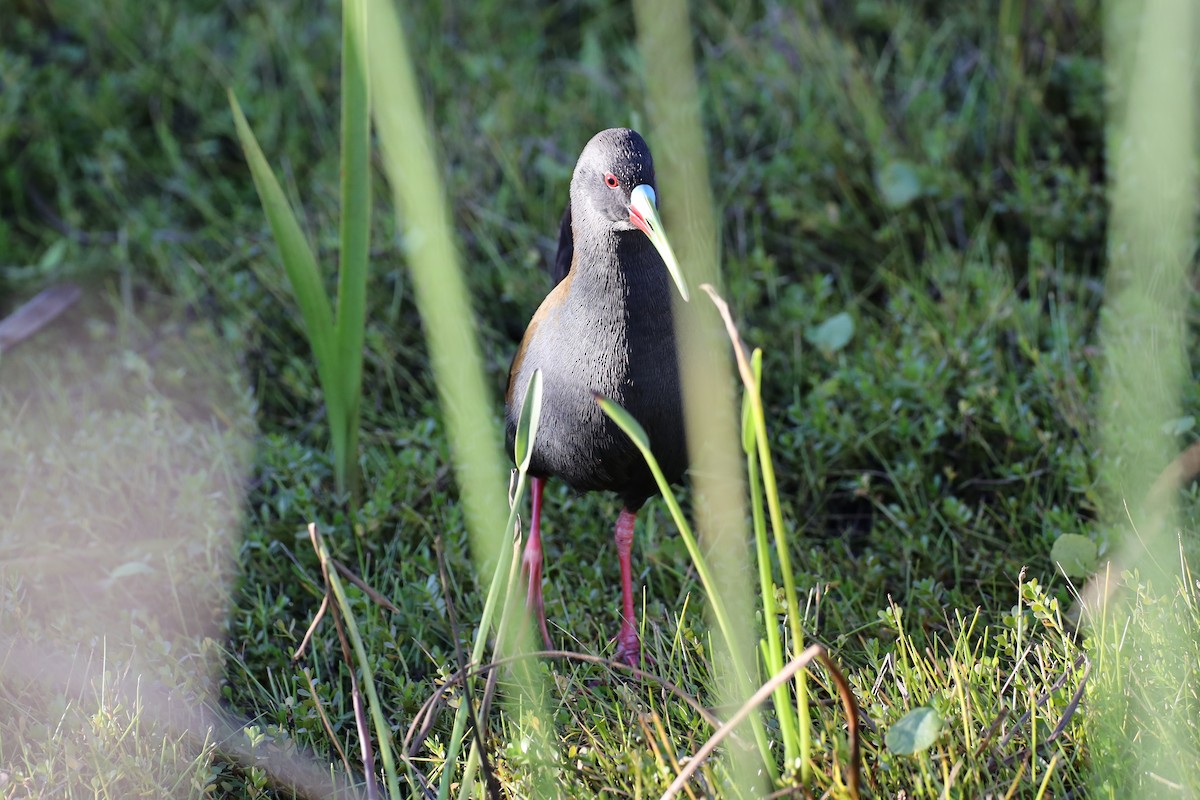 Plumbeous Rail - ML350438131