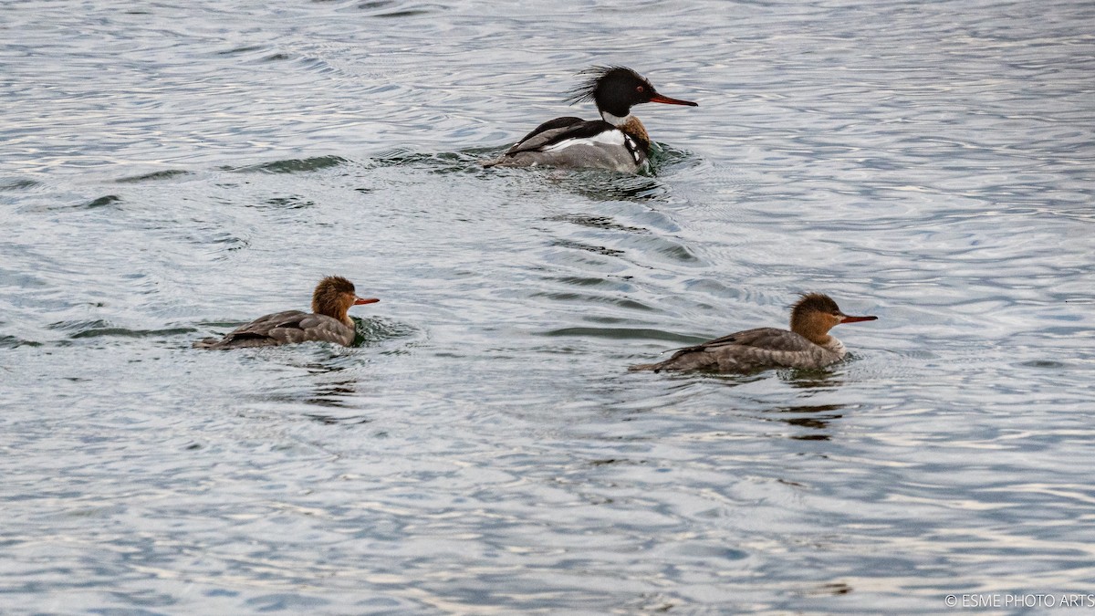 Red-breasted Merganser - P & S Demir