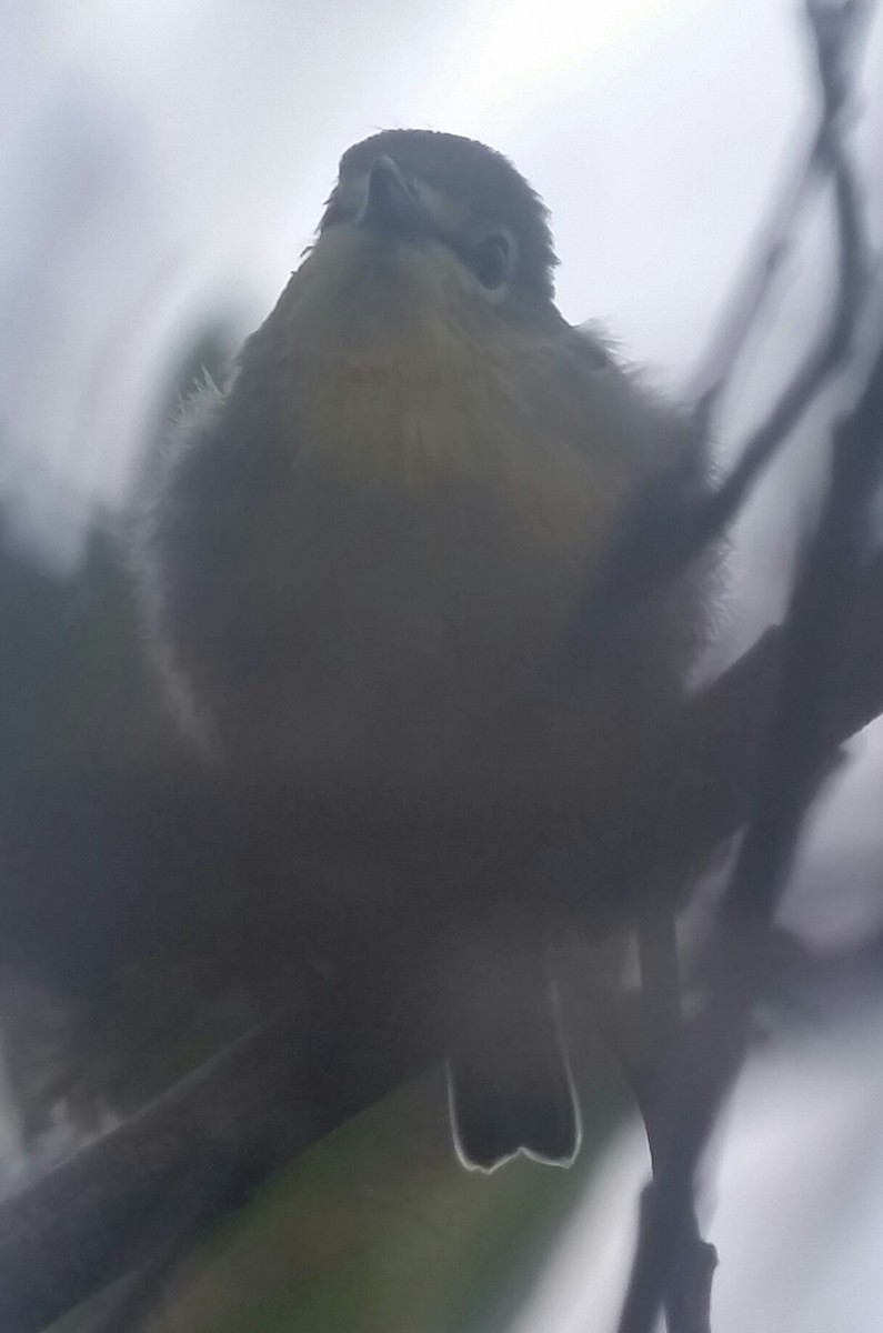 Yellow-throated Vireo - ML35044001