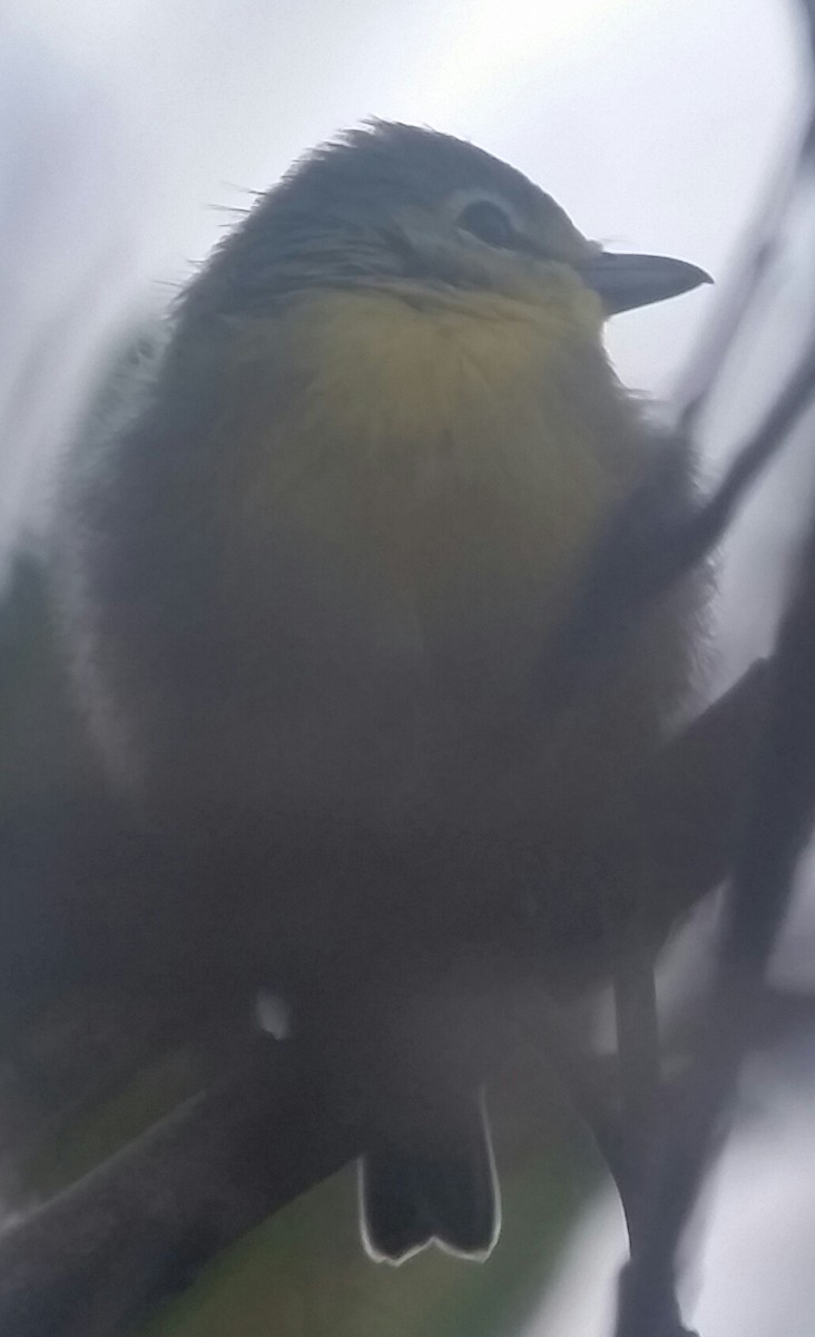 Yellow-throated Vireo - ML35044011