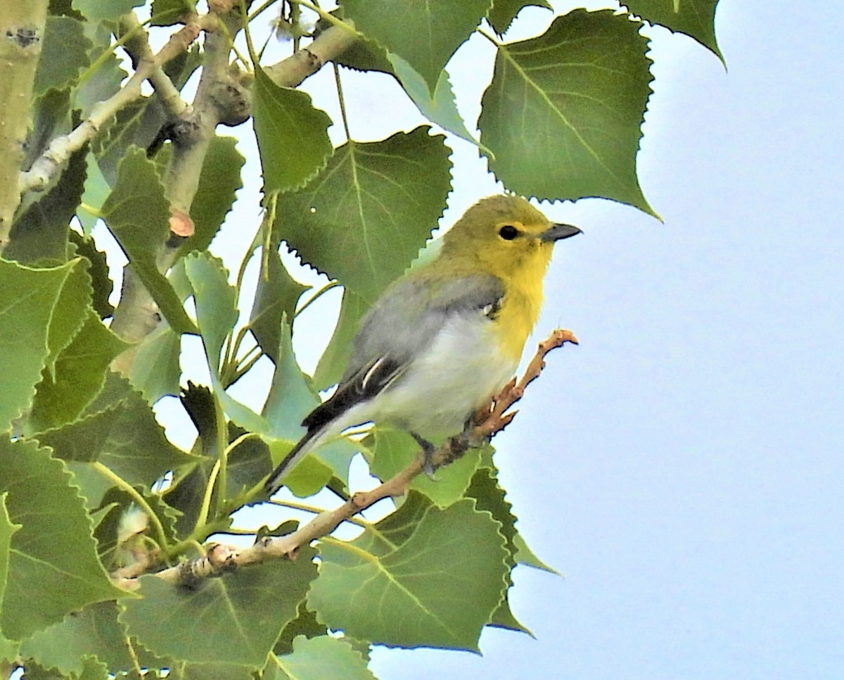 Yellow-throated Vireo - Jan Thom