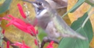 Black-chinned Hummingbird - ML35044221