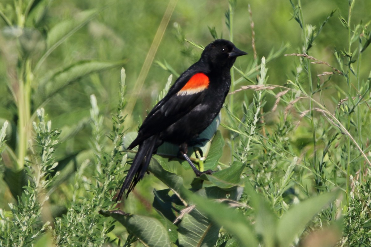 Red-winged Blackbird - ML350442231
