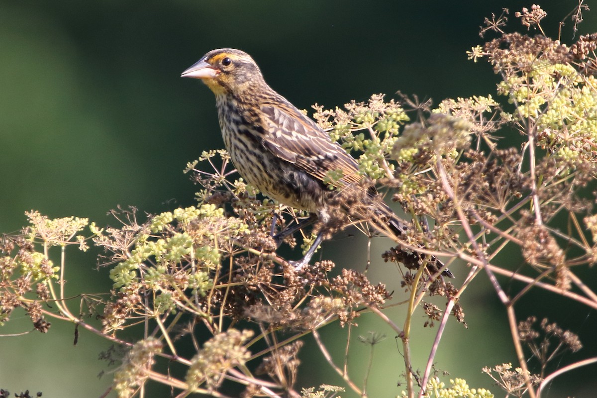 Red-winged Blackbird - ML350442241