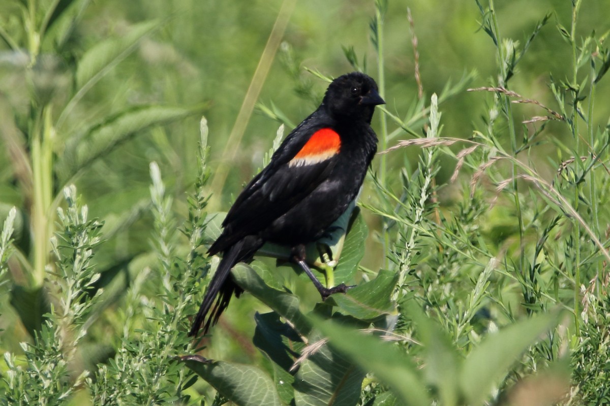 Red-winged Blackbird - ML350442251