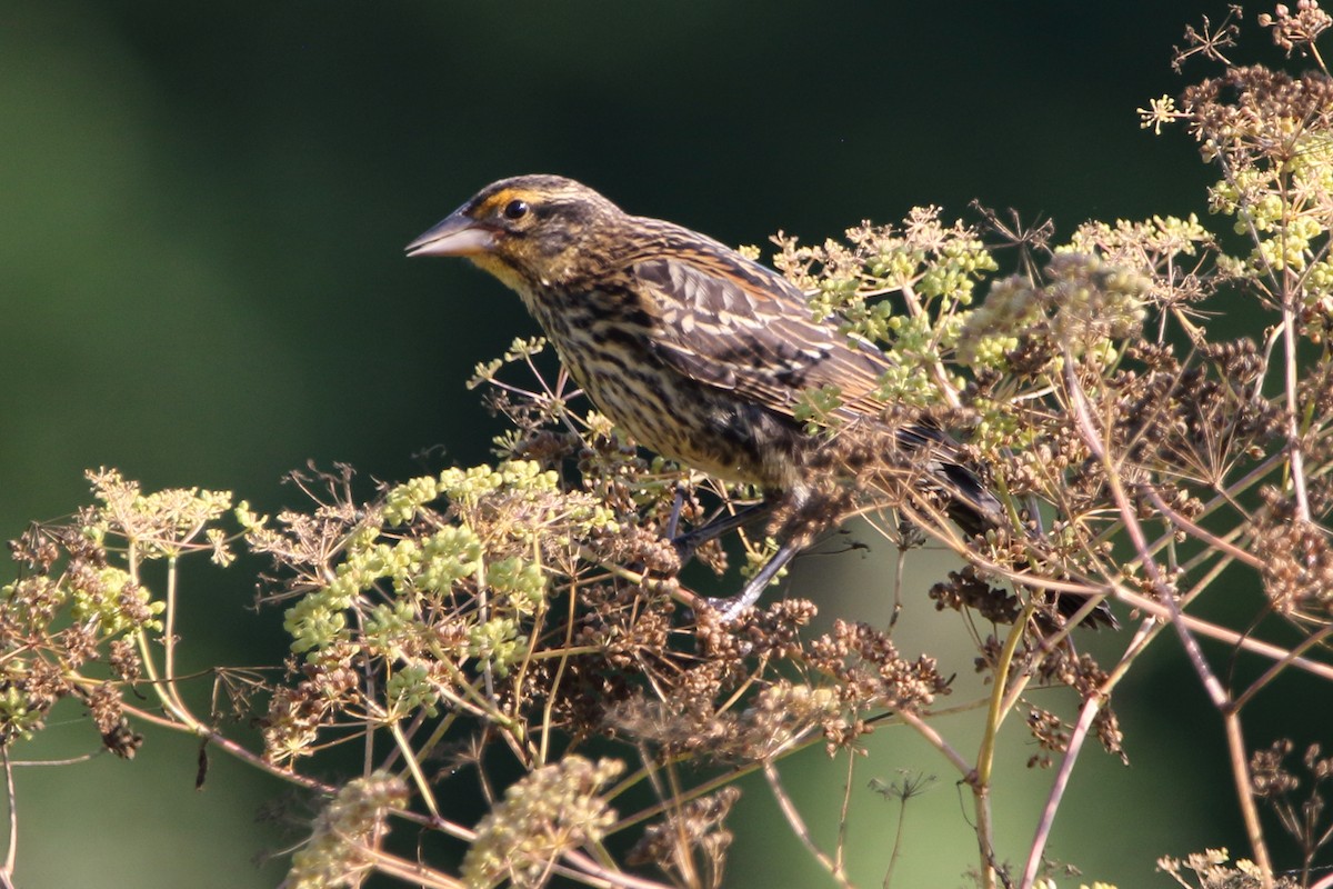 Red-winged Blackbird - ML350442271