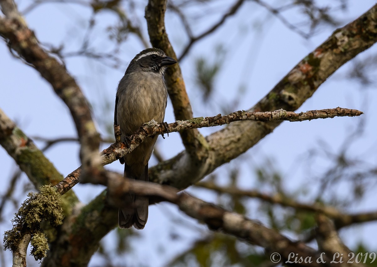 Pepitero Verdoso - ML350443321