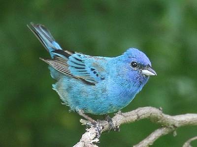 Indigo Bunting - ML350443751