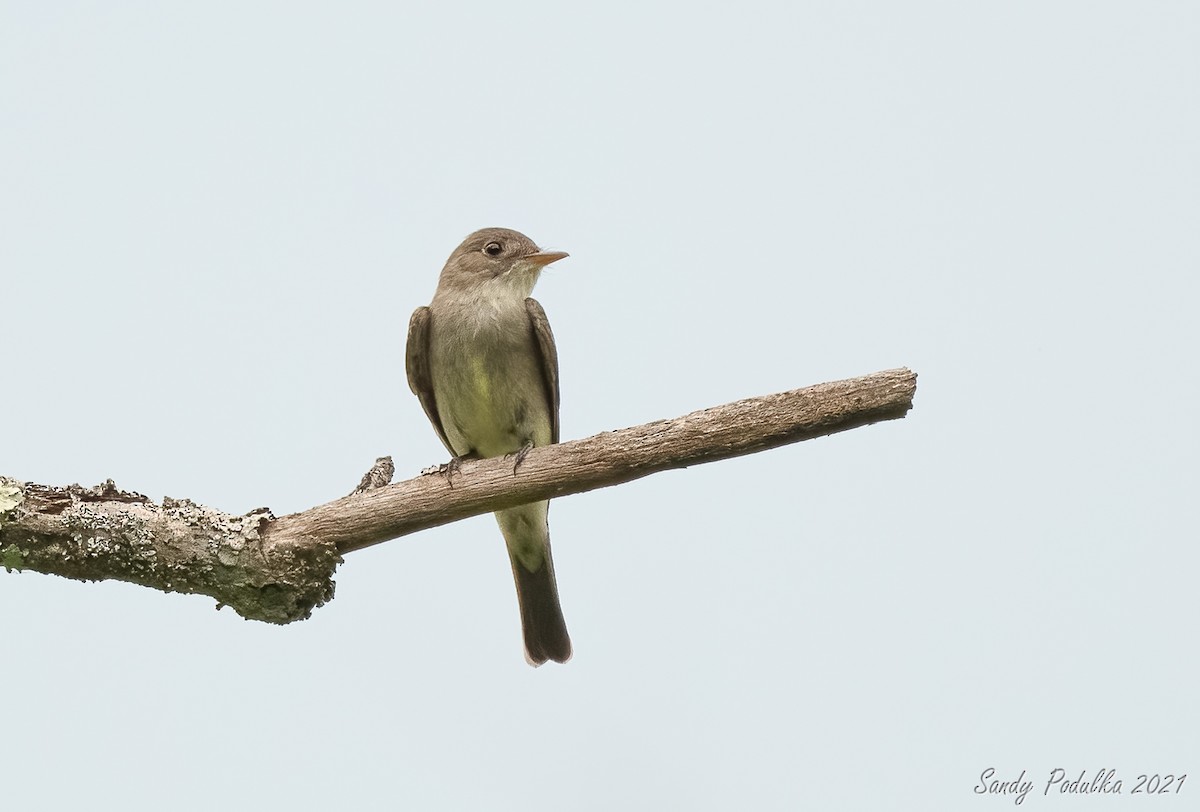 Eastern Wood-Pewee - ML350444091