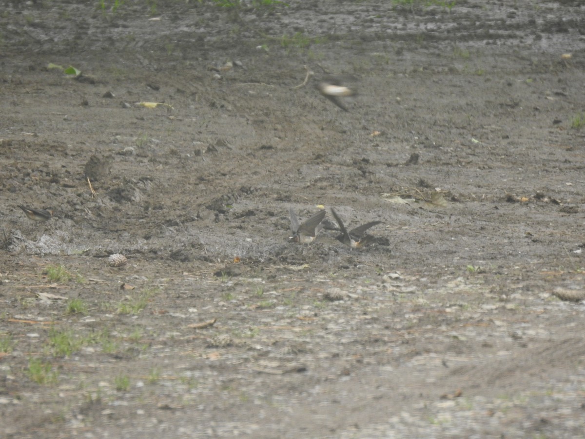 Cliff Swallow (pyrrhonota Group) - Kaj Overturf