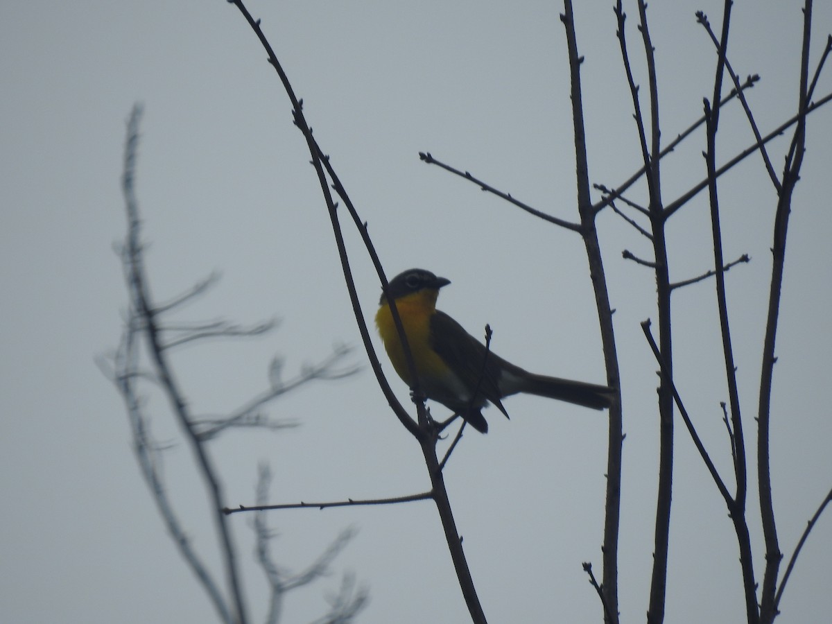 Yellow-breasted Chat - Kaj Overturf