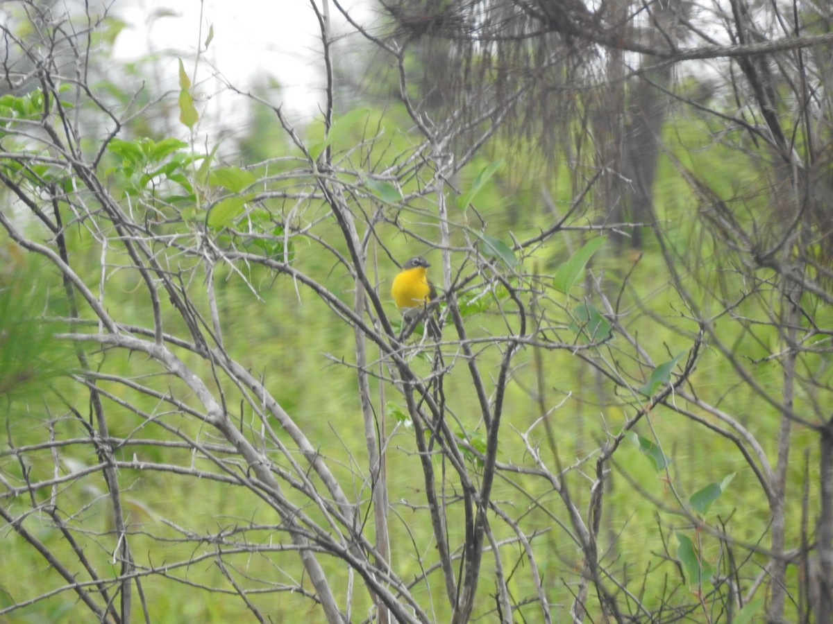 Yellow-breasted Chat - Kaj Overturf