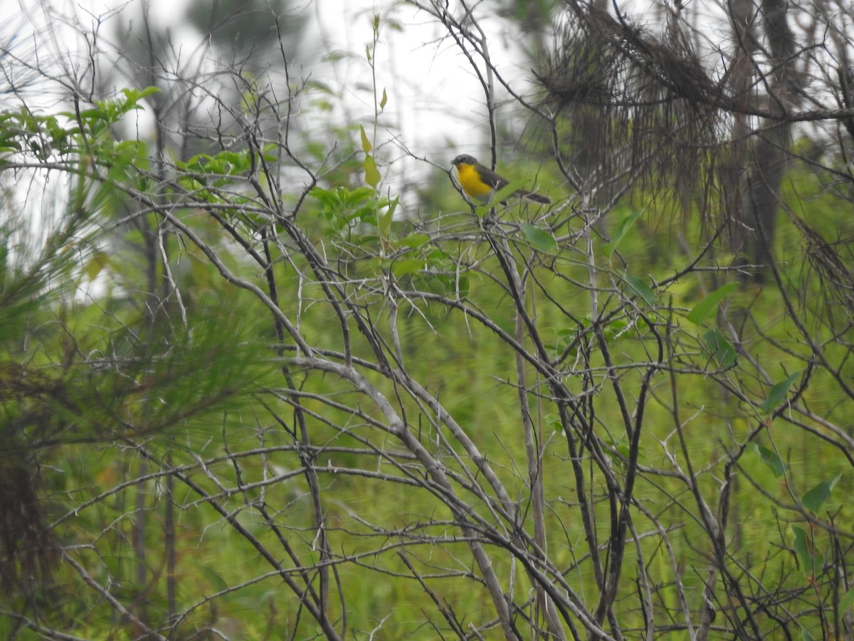 Yellow-breasted Chat - Kaj Overturf