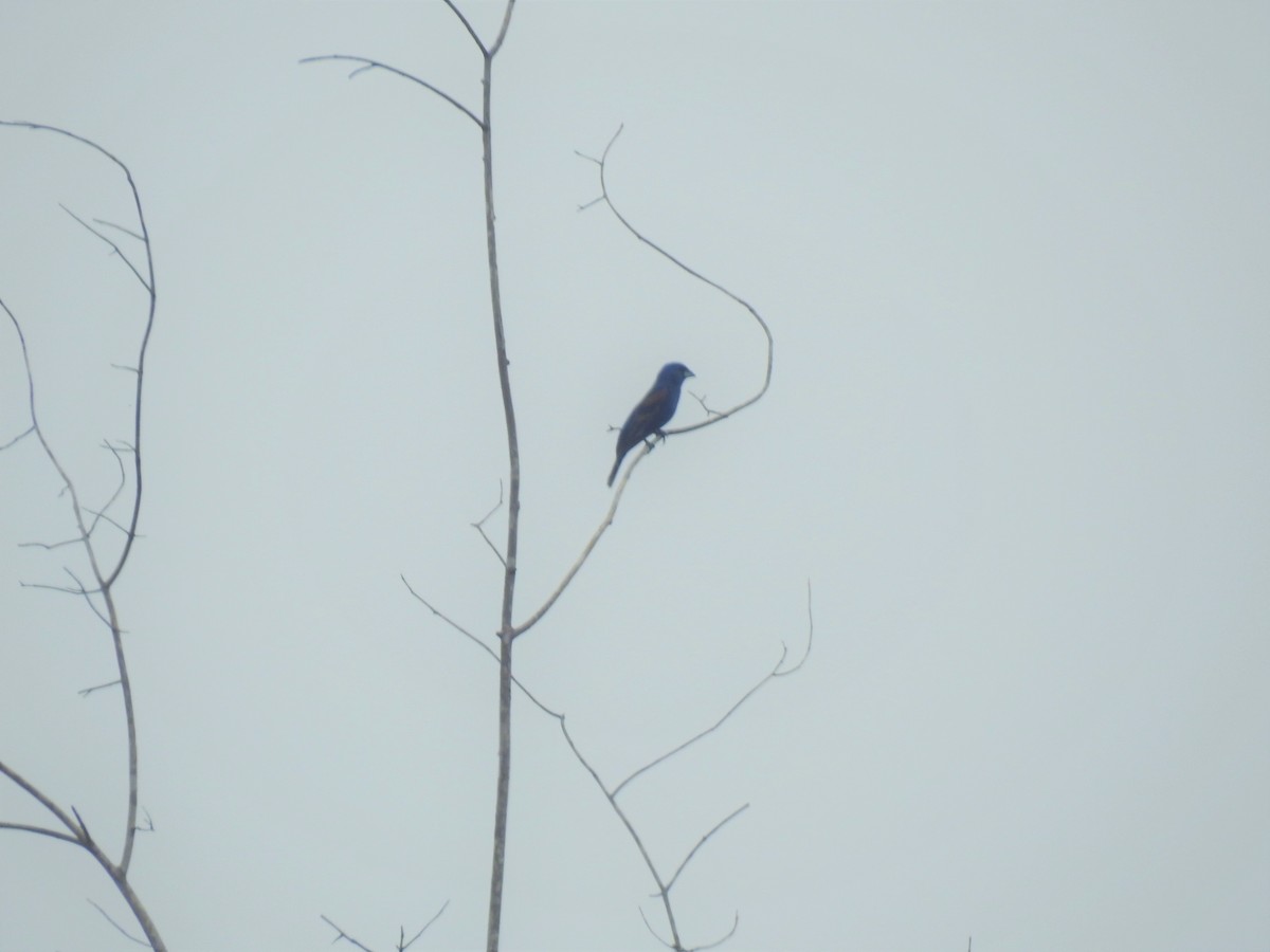 Blue Grosbeak - ML350446321