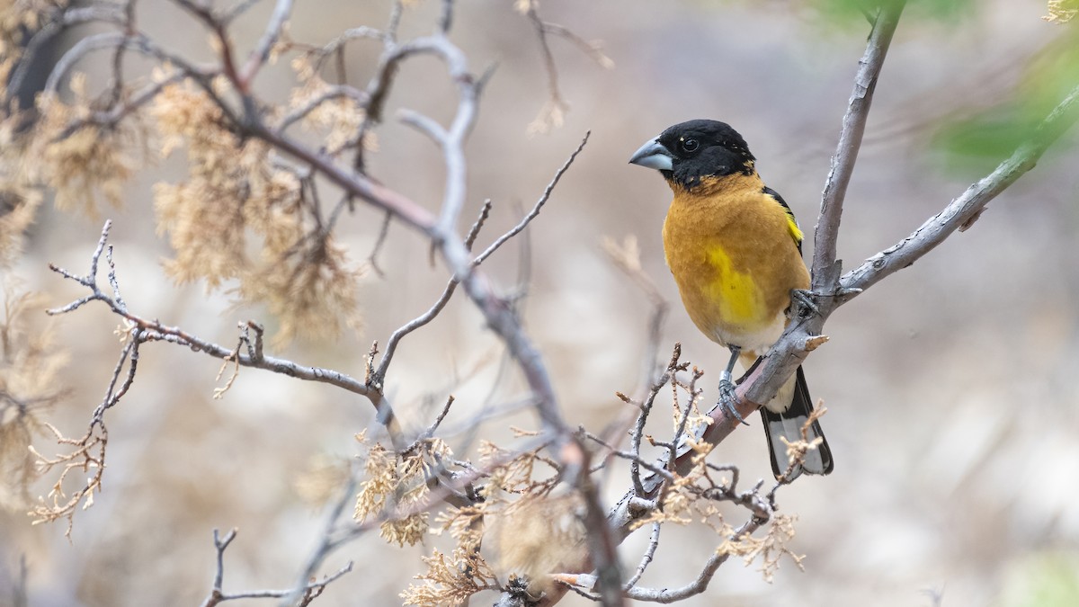 Black-headed Grosbeak - ML350446441