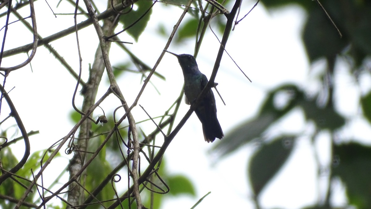 Blue-chested Hummingbird - ML350446621