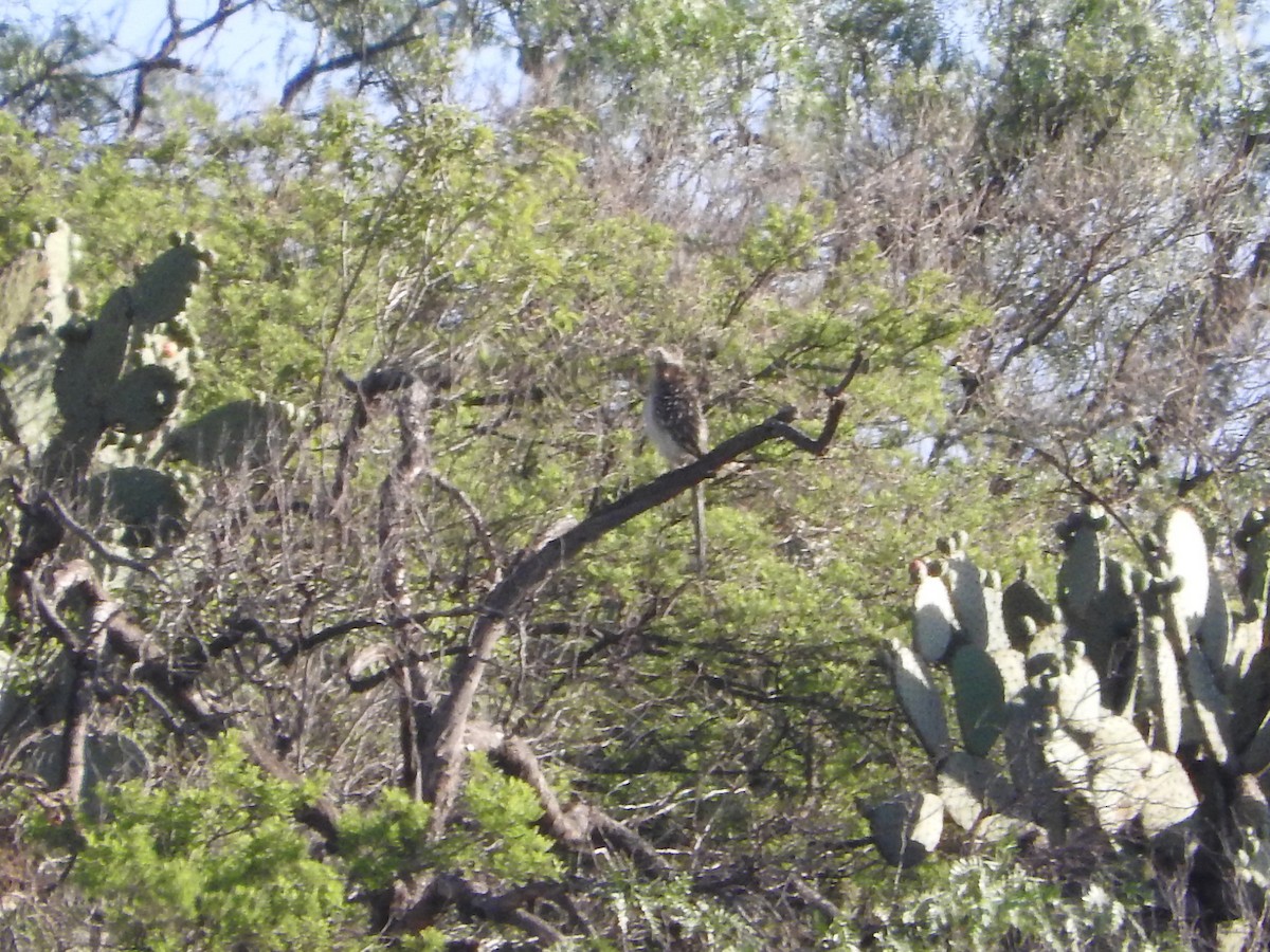 Greater Roadrunner - ML350448081