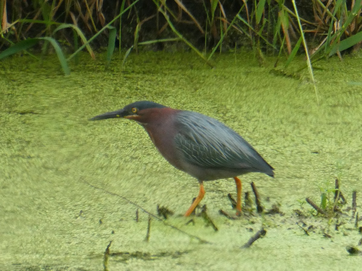 Green Heron - ML350449001