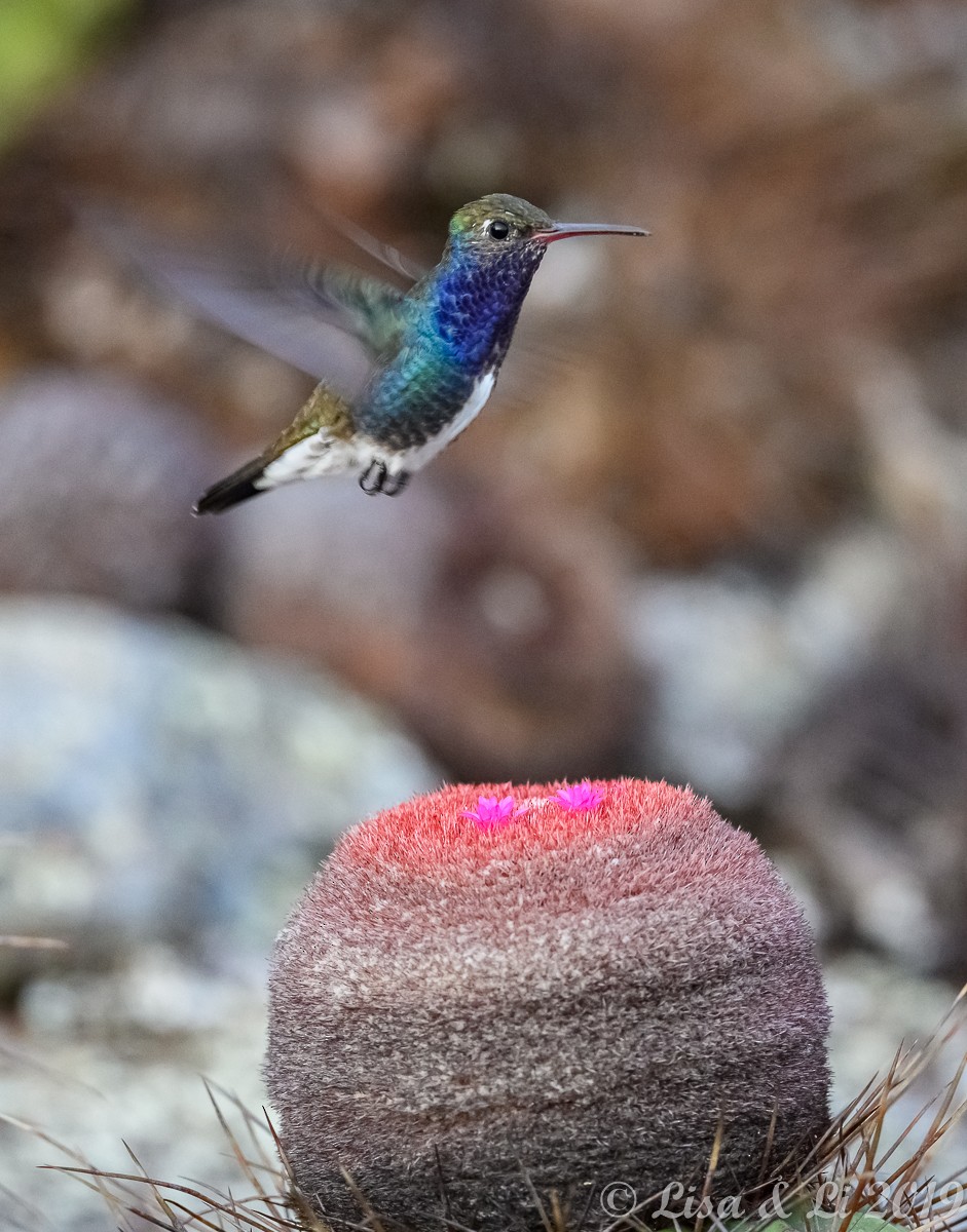kolibřík safírový - ML350449081