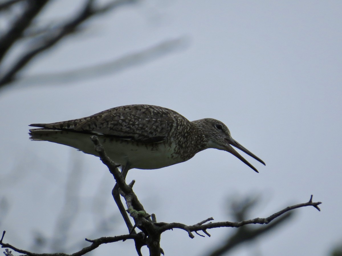 Willet - ML350450181