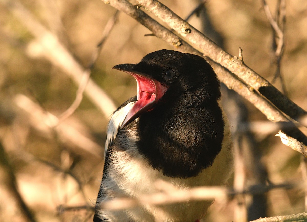 Black-billed Magpie - ML350451601