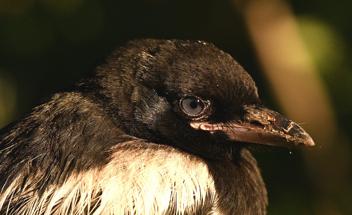 Black-billed Magpie - Stéphane Barrette