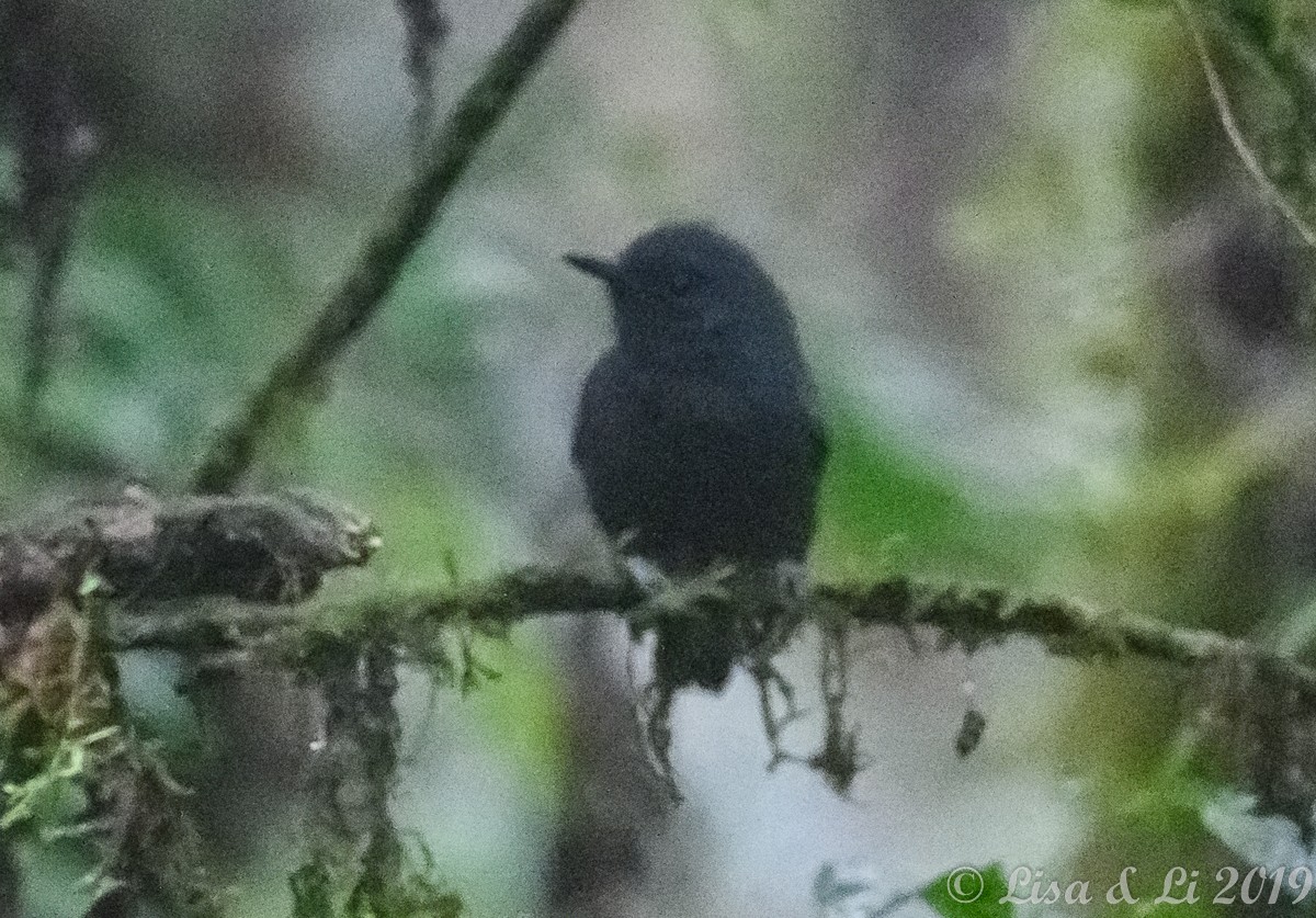 Plumbeous Antvireo - ML350452501