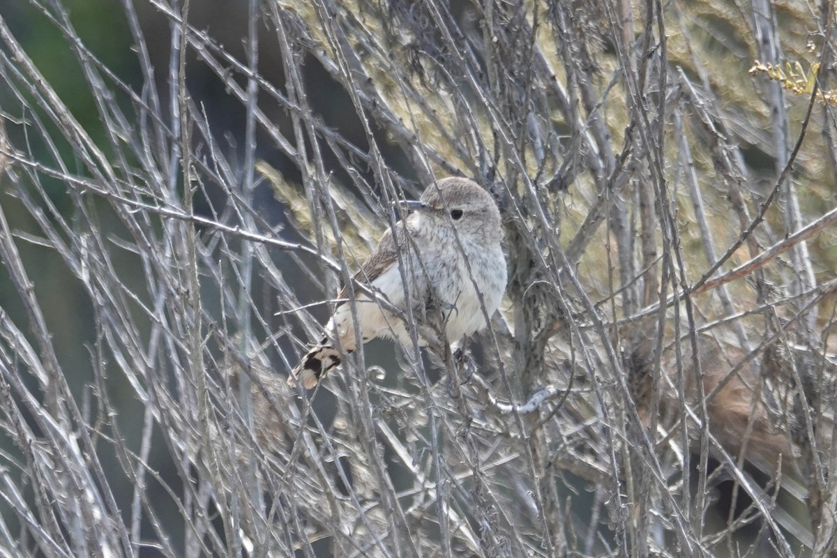 Rock Wren - ML350452901