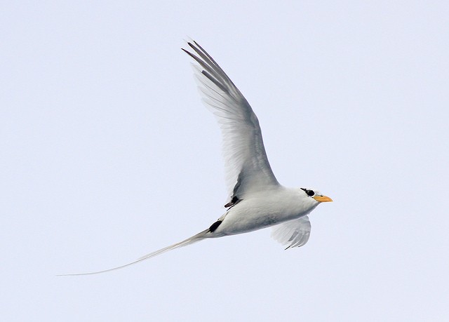 White-tailed Tropicbird - ML35045291