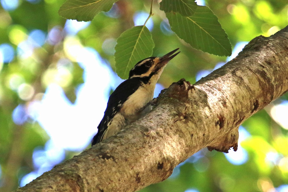 Hairy Woodpecker - ML350453221