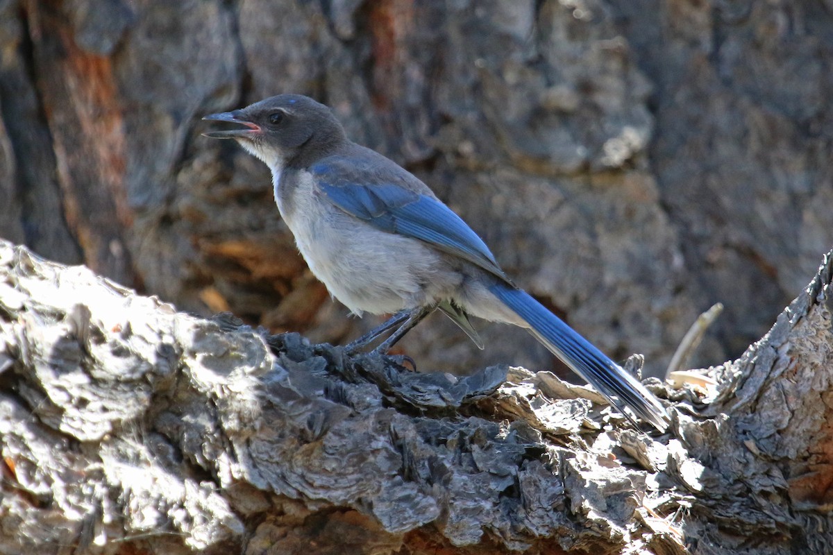 California Scrub-Jay - ML350453311