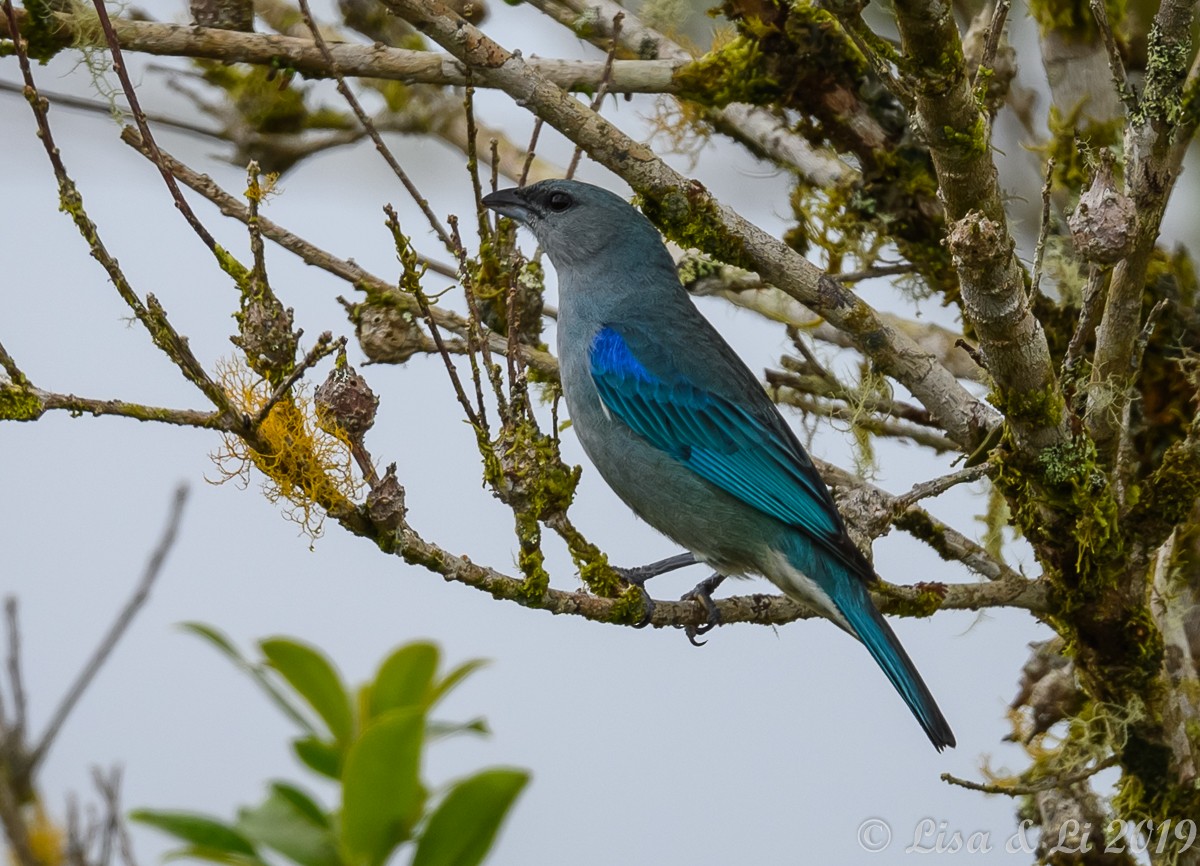 Azure-shouldered Tanager - ML350454011